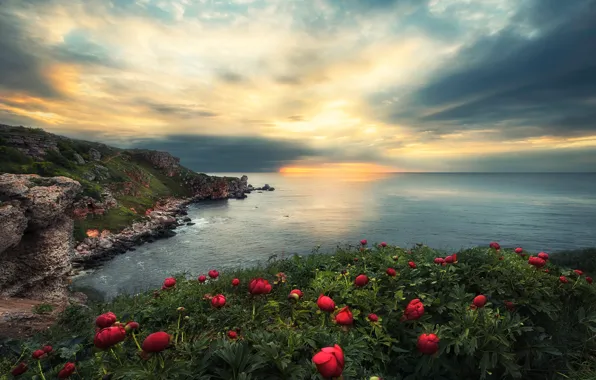Картинка море, небо, облака, закат, цветы, камни, скалы, побережье, горизонт, пионы, Болгария