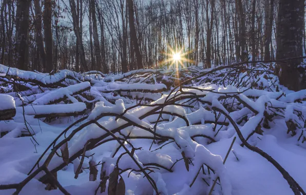 Картинка зима, лес, снег, деревья, утро