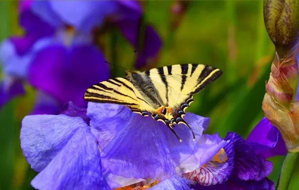 Картинка Макро, Цветы, Весна, Бабочка, Flowers, Spring, Macro, Butterfly
