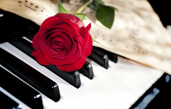 Картинка цветок, макро, ноты, роза, клавиши, пианино, красная, крупным планом