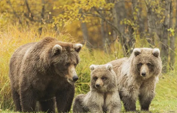 Картинка семья, медведи, гризли