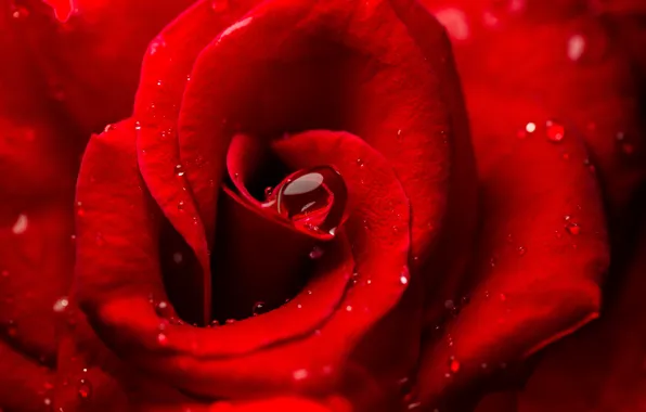 Картинка цветок, капля, Роза, бутон