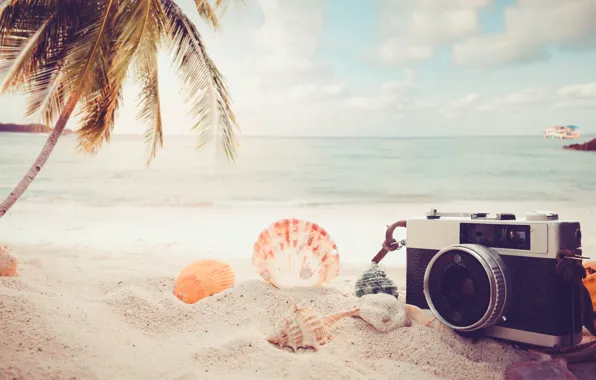 Картинка Песок, Море, Пляж, Пальма, Фотоаппарат, Ракушки