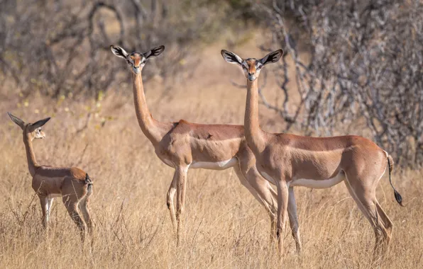 Картинка антилопа, африканская, геренук, жирафовая газель