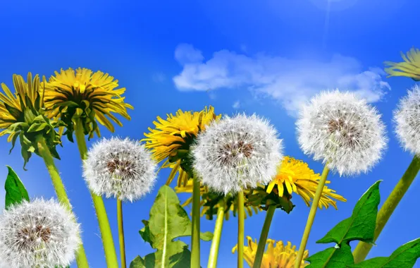 Картинка поле, небо, солнце, весна, одуванчики, yellow, flowers, spring, dandelion, цветы полевые