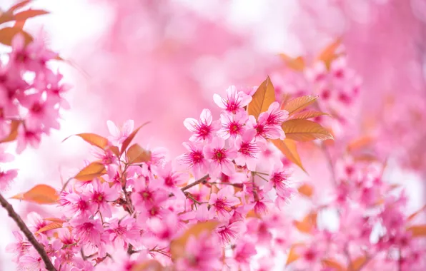 Картинка небо, ветки, весна, сакура, цветение, pink, blossom, sakura, cherry, spring, bloom