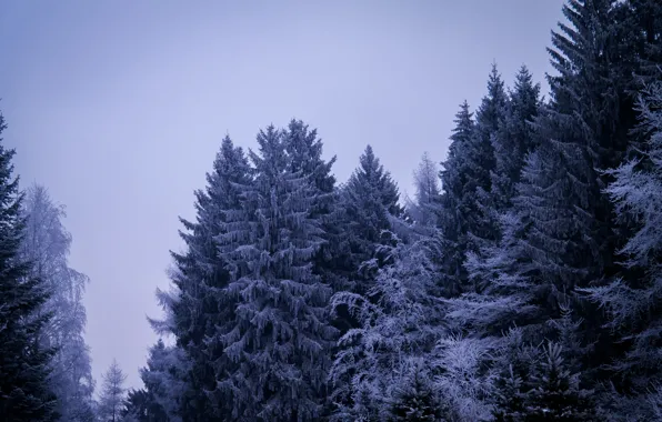 Картинка Winter, Cloudy, Snow, Frosty, Ice, Forest, Gloomy, Pine