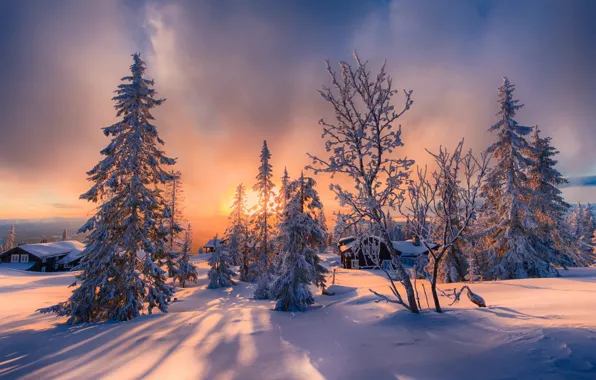 Картинка зима, свет, снег, деревья, дома, север