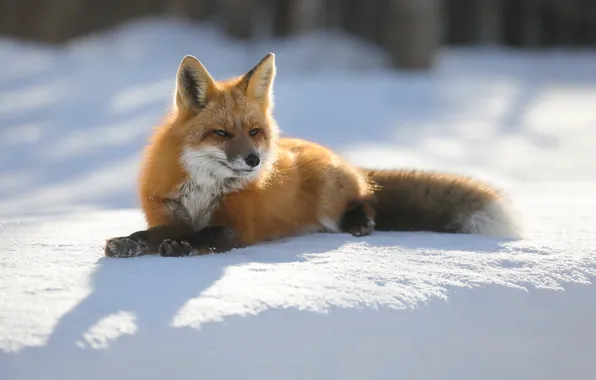 Картинка зима, солнце, природа, лиса, лежит, рыжая, лисица, боке, на снегу