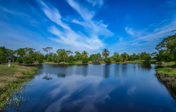 Картинка зелень, небо, деревья, пруд, парк, пальмы, голубое, США, Melbourne, Wickham Park