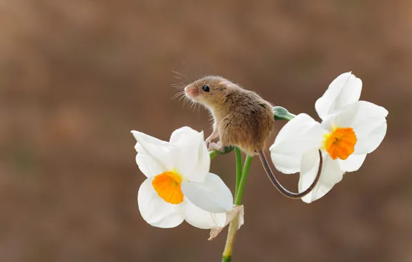 Картинка цветок, фон, мышка, нарцисс, грызун, мышь-малютка, harvest mouse