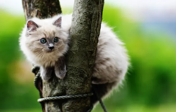Картинка котенок, дерево, милый