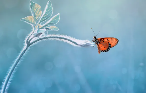 Картинка макро, фон, бабочка, ростение