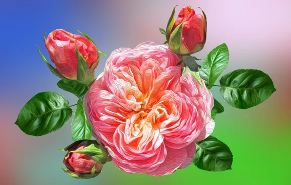 Картинка Grafika, Kwiaty, Róże