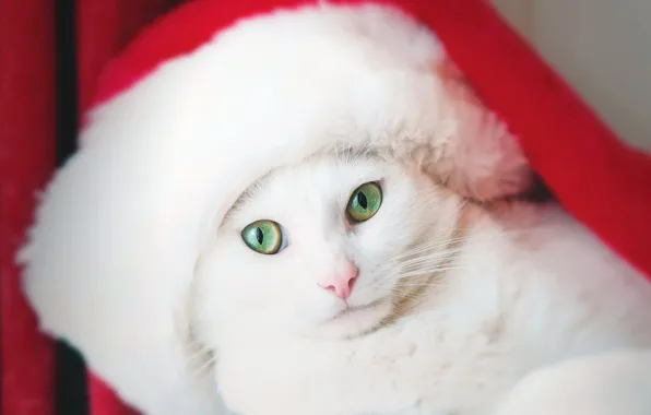 Картинка кот, взгляд, колпак, белый кот