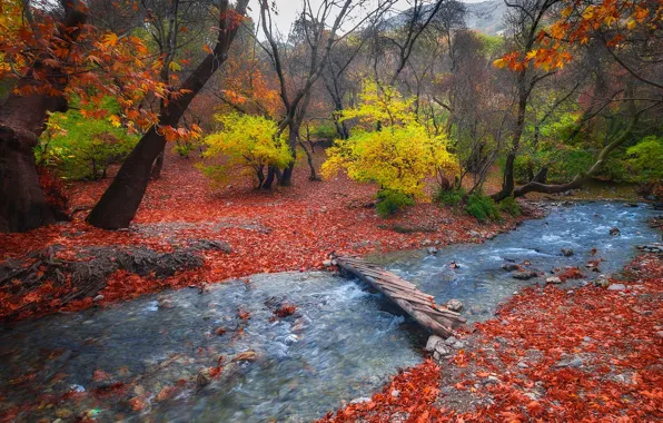 Картинка осень, лес, листья, природа, ручей, мостик, предгорье