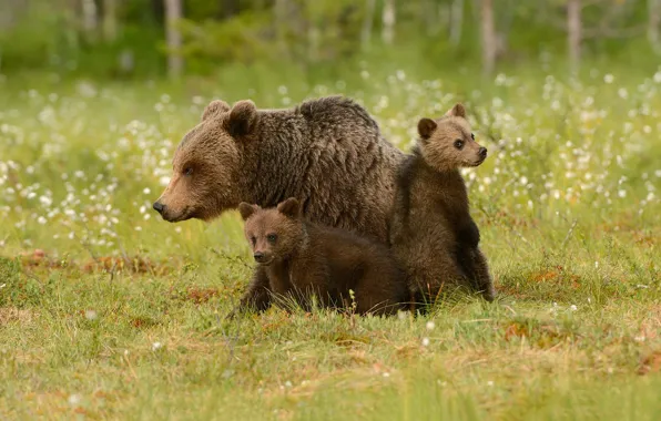 Картинка трава, медведи, мишки, боке, детеныши, медведица