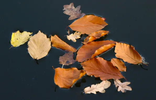 Картинка осень, листья, вода
