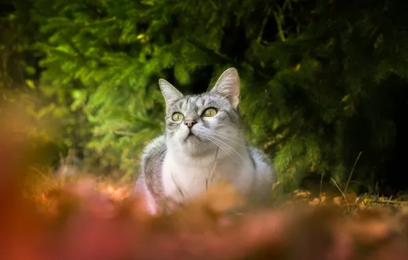 Картинка кошка, взгляд, боке, еловые ветки