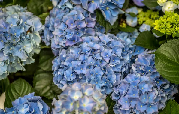 Картинка лето, цветы, голубой, куст, цветение, Гортензия