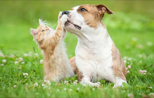 Картинка game, cat, dog, two, animal, friendship