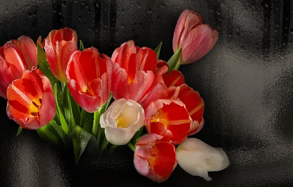 Картинка цветы, красота, гламур, тюльпаны, обои на рабочий стол