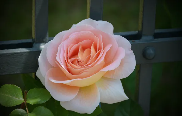 Картинка Роза, Rose, Bokeh, Розовая роза, Pink rose