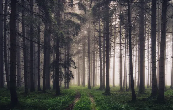 Картинка дорога, лес, туман