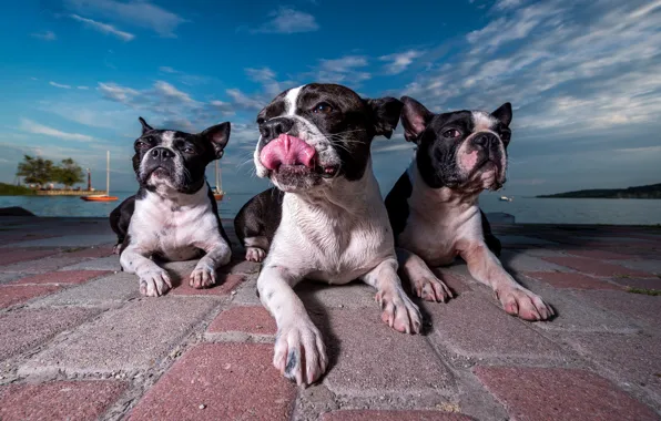 Картинка трио, набережная, троица, три собаки, Бостон-терьер