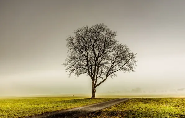 Картинка дорога, поле, туман, дерево