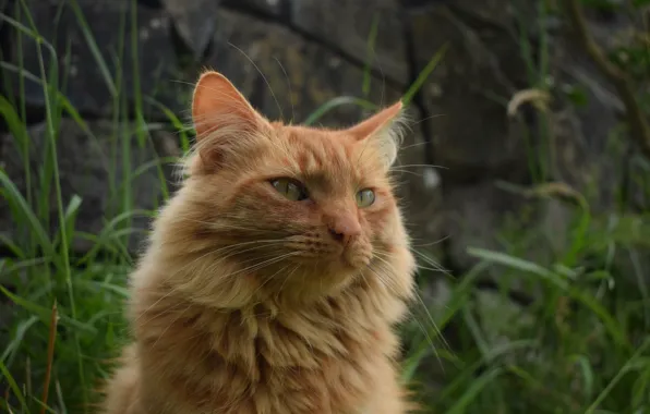 Картинка кошка, трава, рыжая