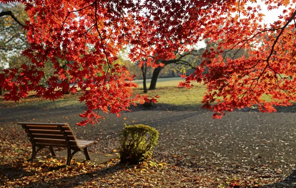 Картинка Осень, Скамейка, Парк, Fall, Листва, Park, Autumn, Colors, Leaves