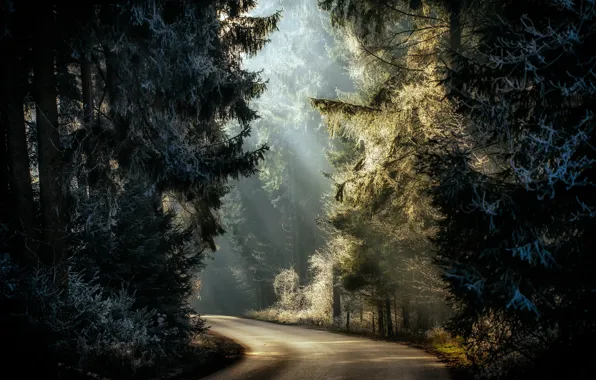 Картинка иней, дорога, лес, свет