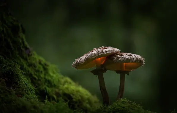 Картинка природа, грибы, мох