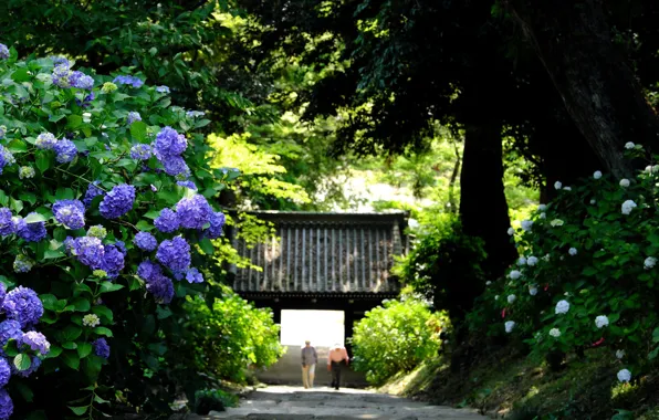 Картинка парк, ворота, Japan, гортензия, Sakuragawa
