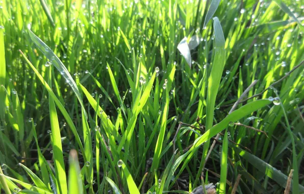 Картинка трава, капли, макро, блеск, утро, апрель, весна 2018, meduzanol ©