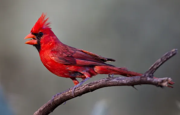 Картинка птица, ветка, клюв, красный кардинал