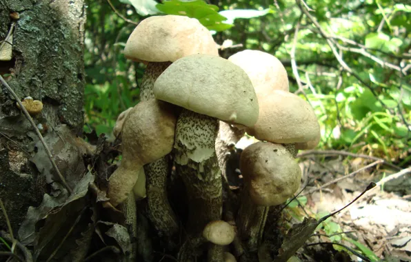Картинка лес, грибы, семейка, поход за грибами