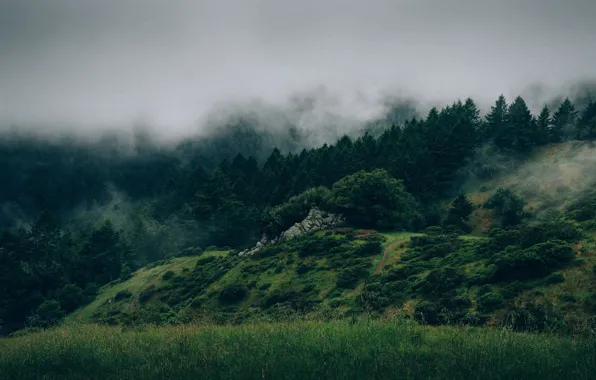 Картинка туман, камни, холмы, Лес, деревья .