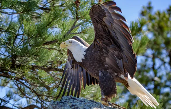 Картинка крылья, клюв, белоголовый орлан, bald eagle