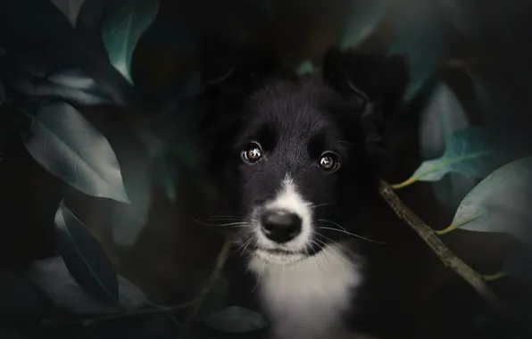Картинка взгляд, листья, собака