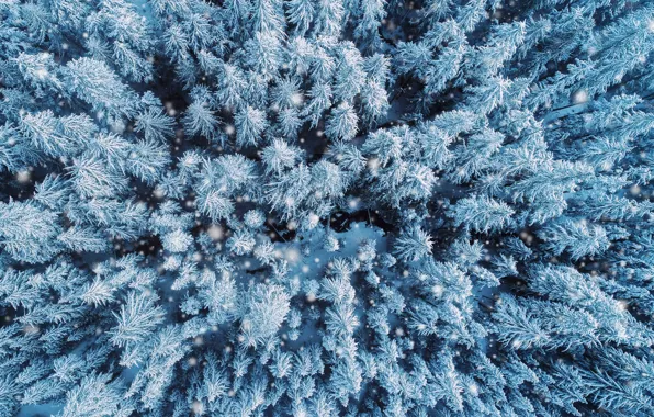 Картинка зима, лес, снег, деревья, природа