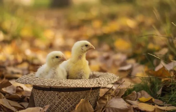 Картинка осень, листья, цыплята, шляпа, желтые