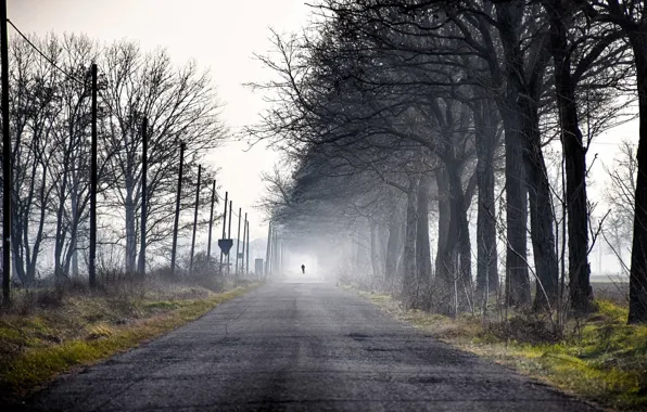 Картинка дорога, деревья, туман, человек