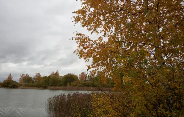 Картинка осень, деревья, озеро, береза