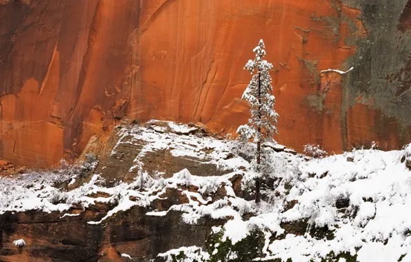 Картинка зима, горы, дерево