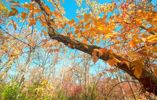 Картинка осень, небо, листья, ветки, дерево