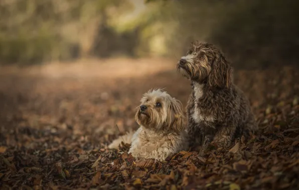 Картинка листья, боке, две собаки