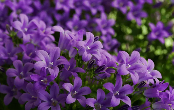 Картинка фиолетовый, макро, цветы, колокольчики, лето.цветение