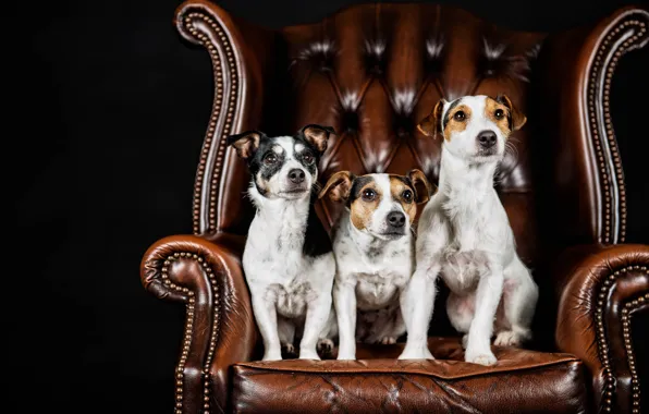 Картинка собаки, портрет, кресло, трио, чёрный фон, троица, Джек-рассел-терьер